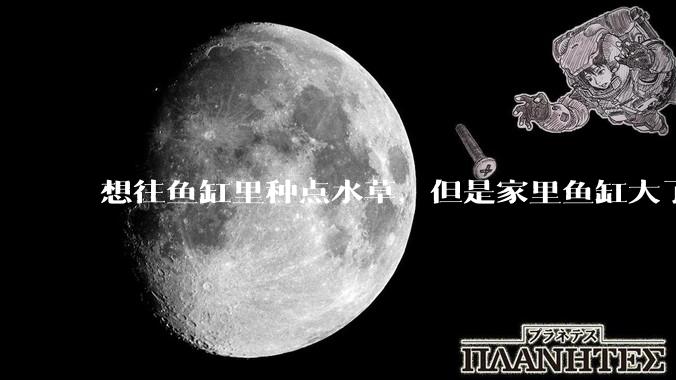 想往鱼缸里种点水草，但是家里鱼缸大了买水草泥或者底砂太贵了，有没有生活中可以替代的物品或其他建议？
