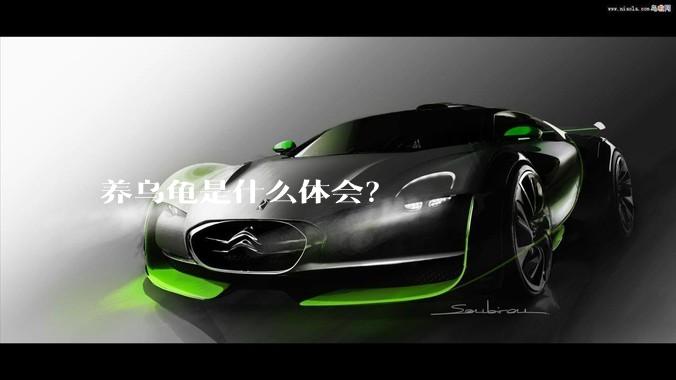 养乌龟是什么体会？